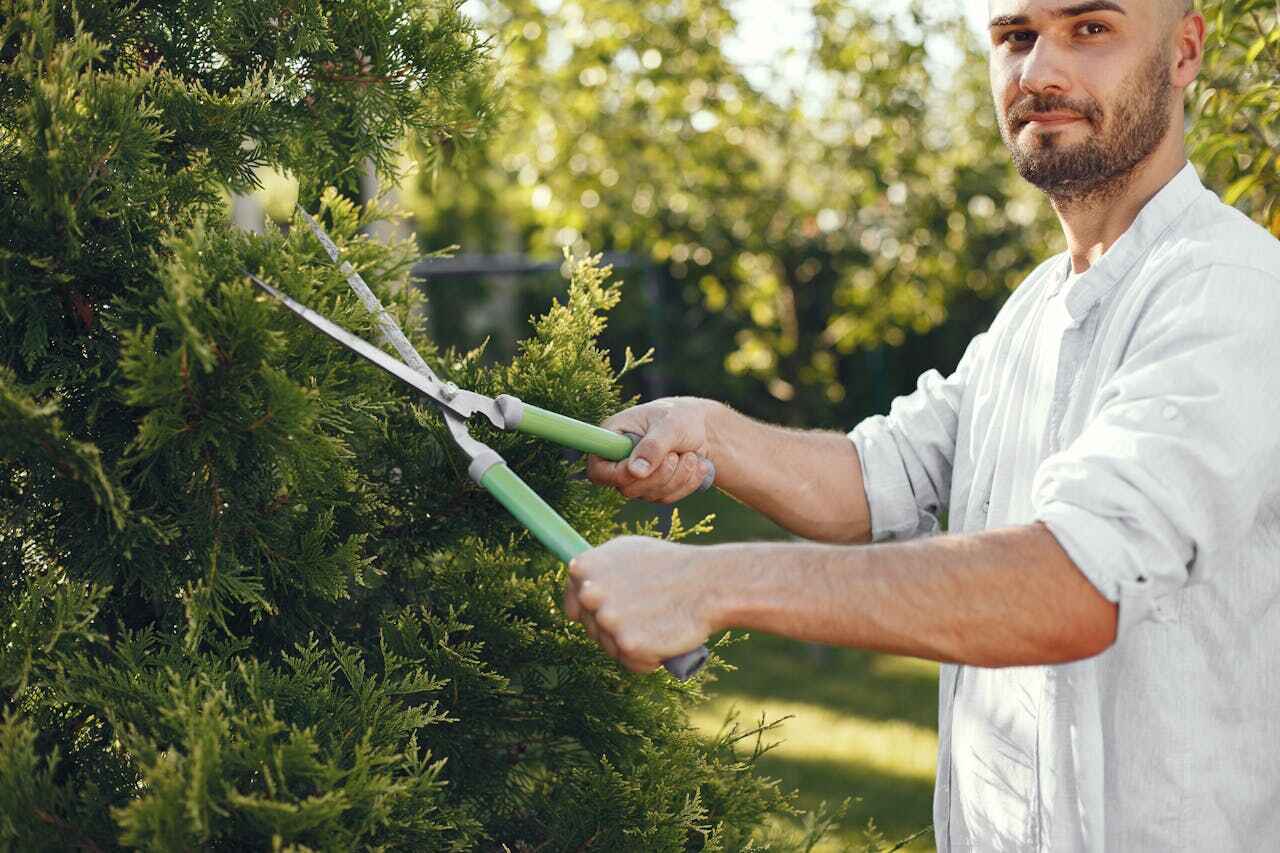 Best Dead Tree Removal  in Dennis Port, MA